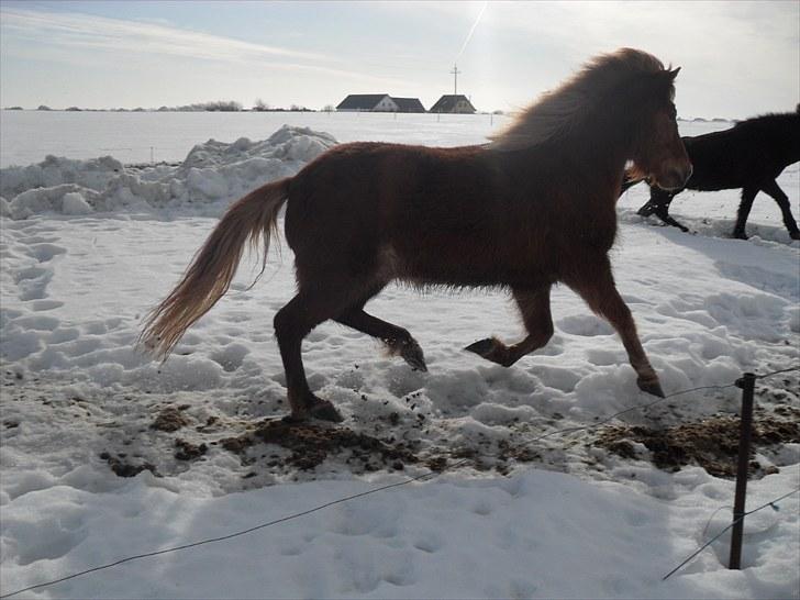 Islænder Röskva fra Vinkelhede billede 10