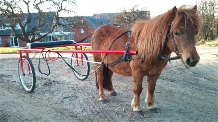 Shetlænder Hedelunds Anja - Grislingen med sin sulky! 2010 billede 17