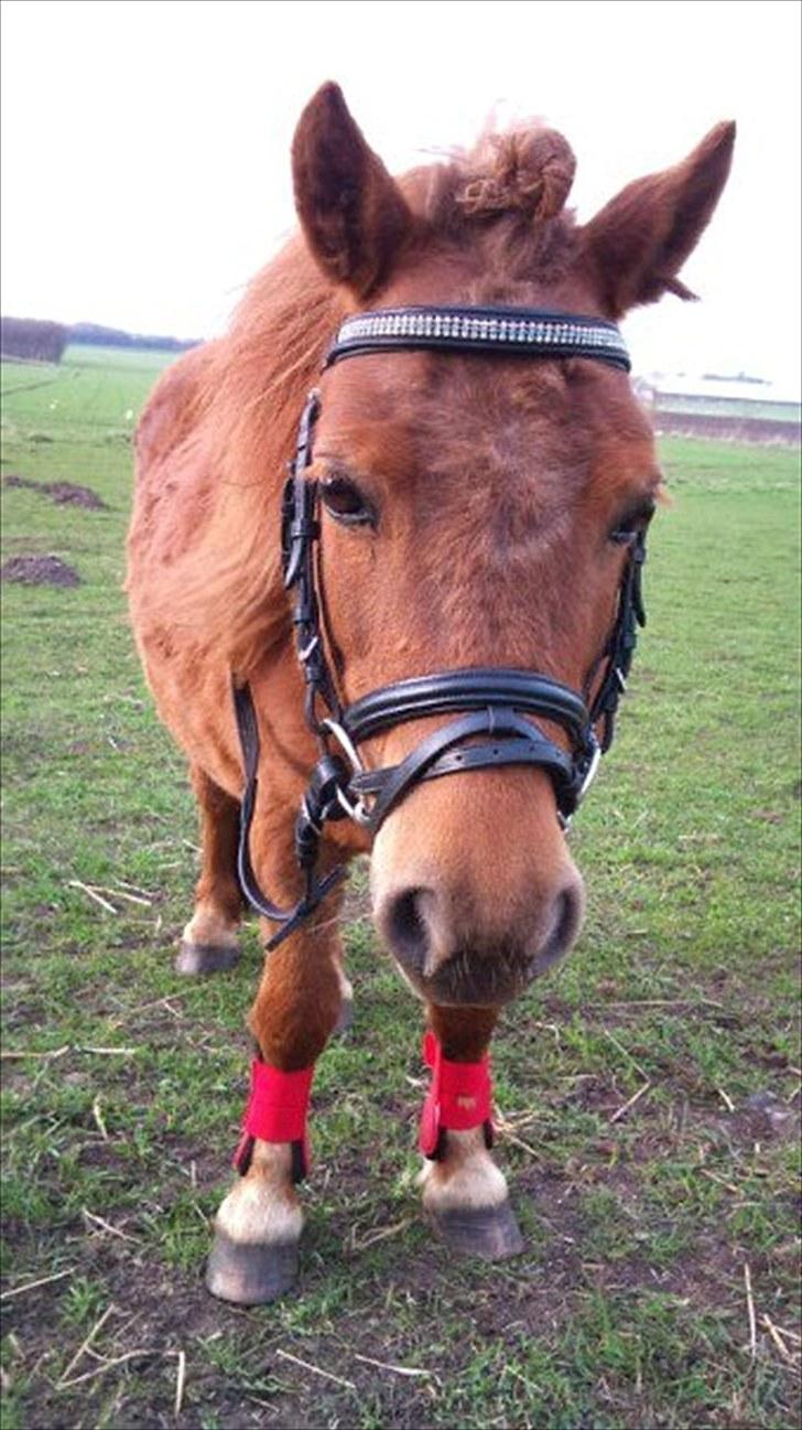 Shetlænder Hedelunds Anja - Anja med sine små gamacher ;-) 2010 billede 18