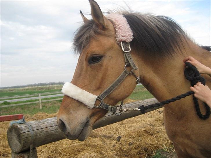 Anden særlig race Gimmle *SAVNER DIG!* billede 1