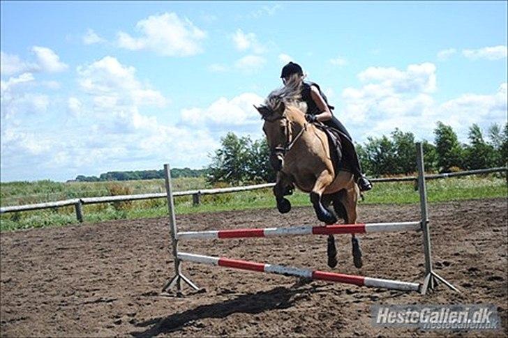 Anden særlig race Gimmle *SAVNER DIG!* billede 3