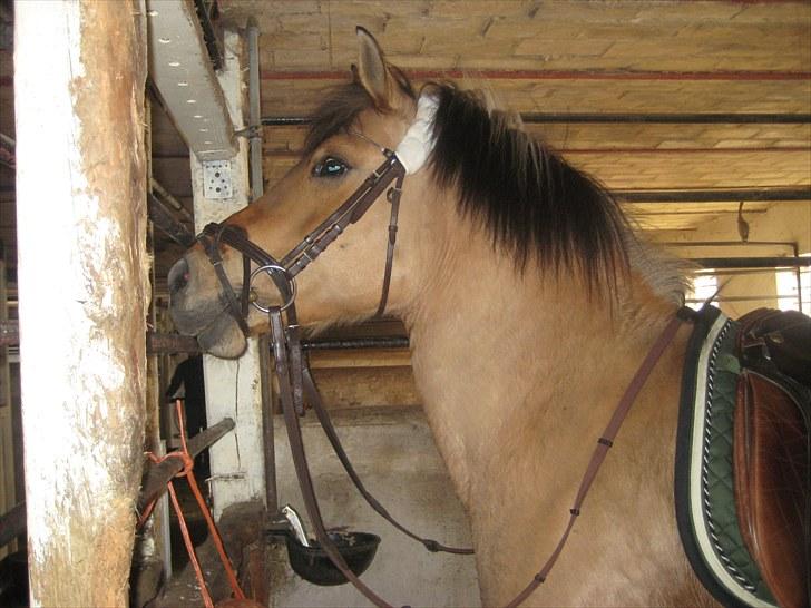 Anden særlig race Gimmle *SAVNER DIG!* billede 4