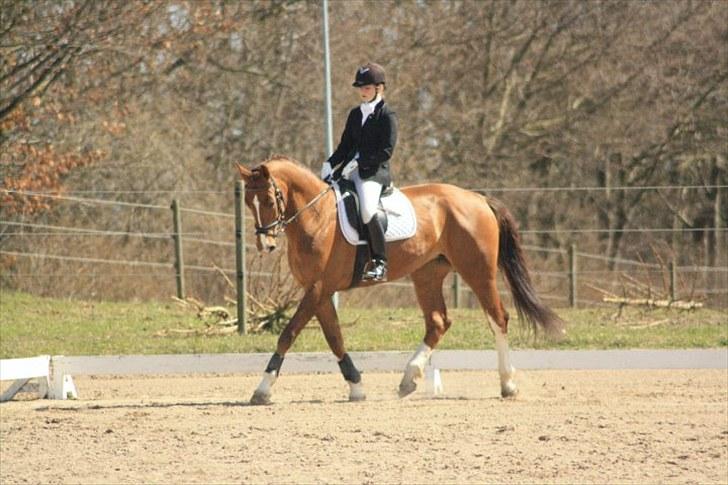 Hollandsk Varmblod Chanel billede 1