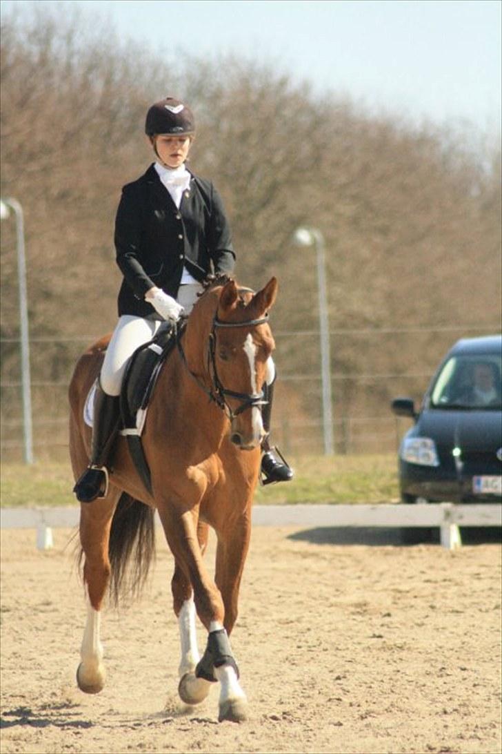 Hollandsk Varmblod Chanel billede 2