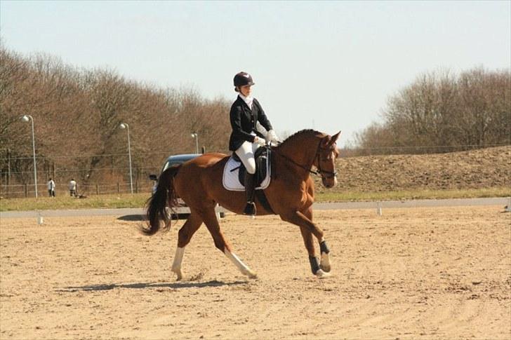 Hollandsk Varmblod Chanel billede 3