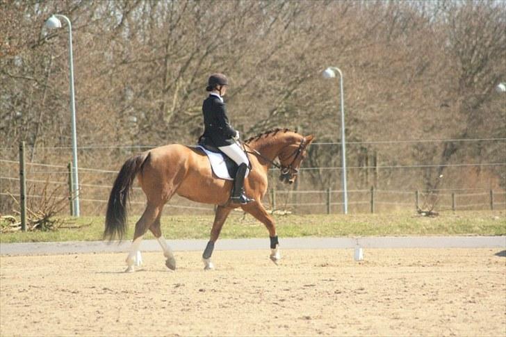 Hollandsk Varmblod Chanel billede 4
