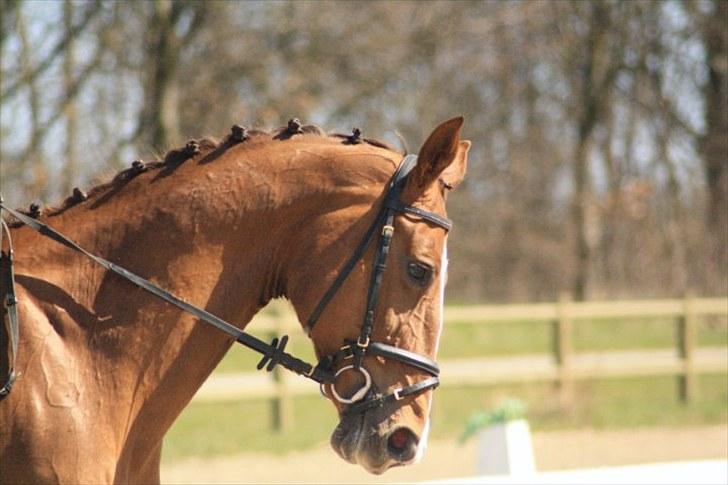 Hollandsk Varmblod Chanel billede 5