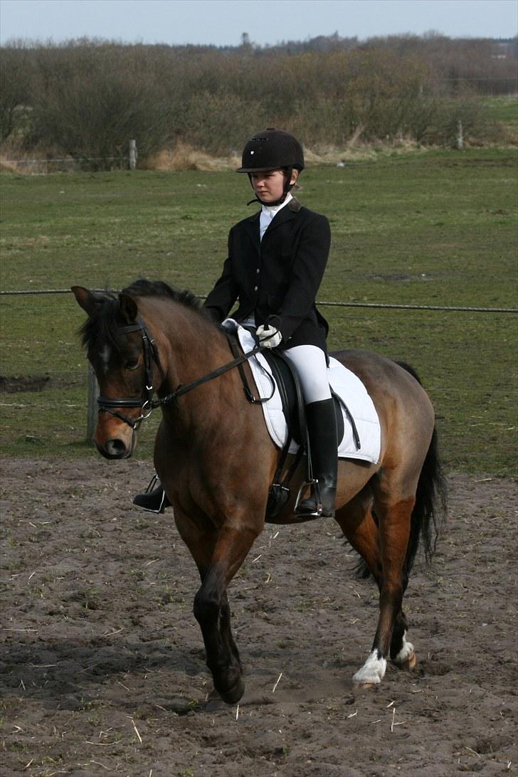 Anden særlig race Dyrkærgårds Atlantis - Opvarmning til stævne 25 april 2010 Hodsager. Foto Per Bentzen billede 11