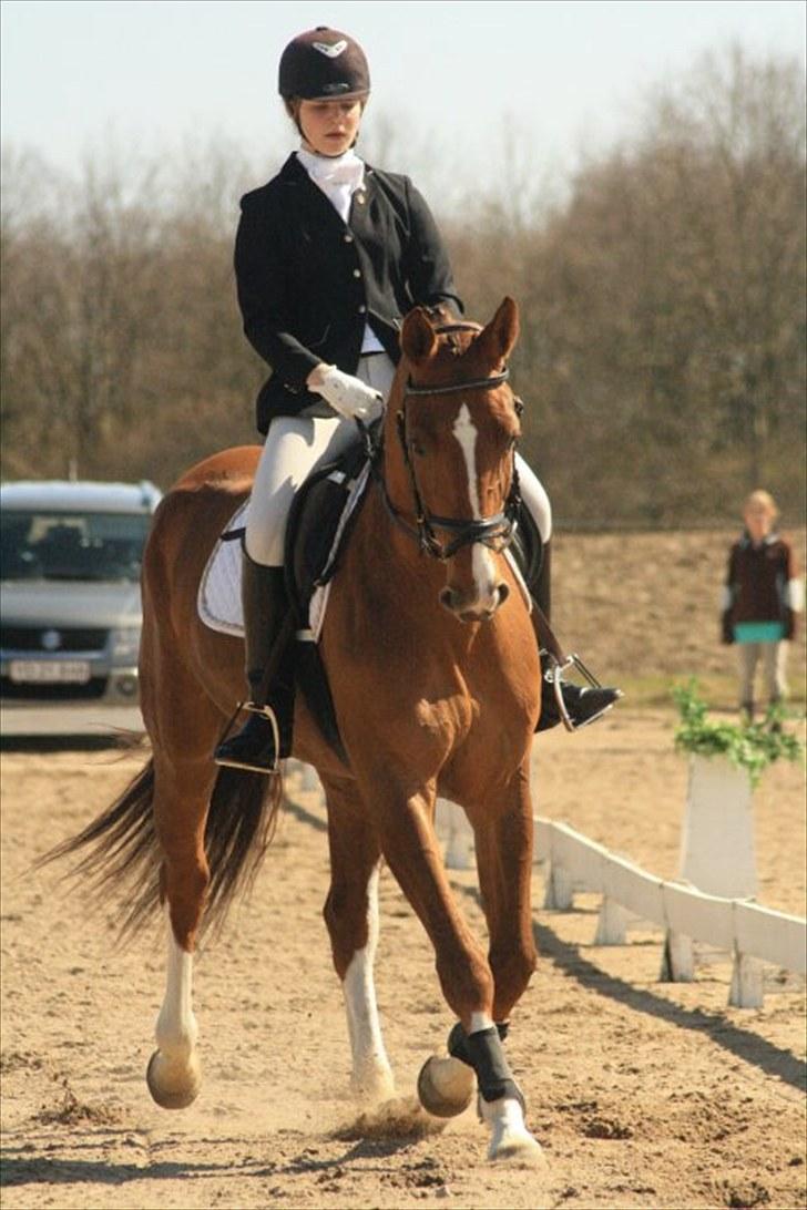 Hollandsk Varmblod Chanel billede 6