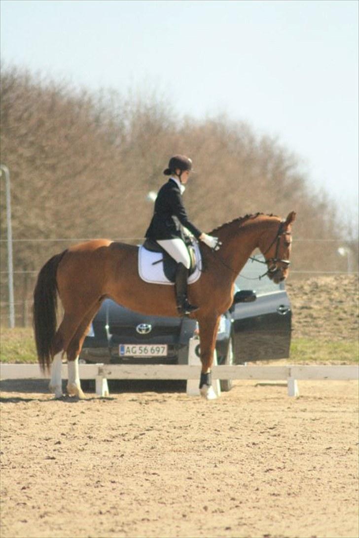 Hollandsk Varmblod Chanel billede 7