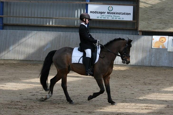 Anden særlig race Dyrkærgårds Atlantis - Vi rider program. Foto Per Bentzen billede 12