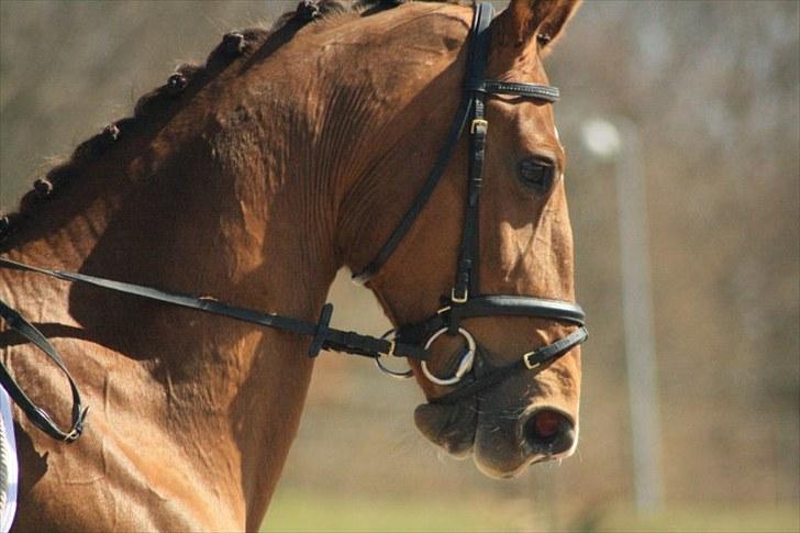 Hollandsk Varmblod Chanel billede 8