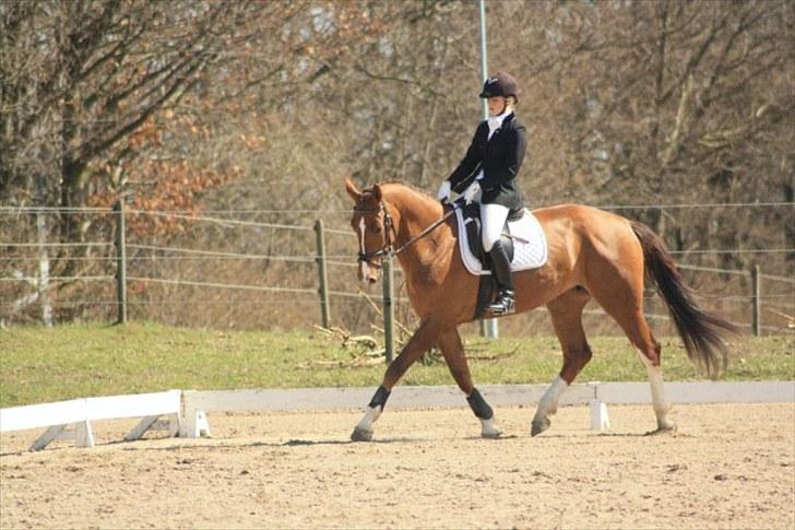 Hollandsk Varmblod Chanel billede 9