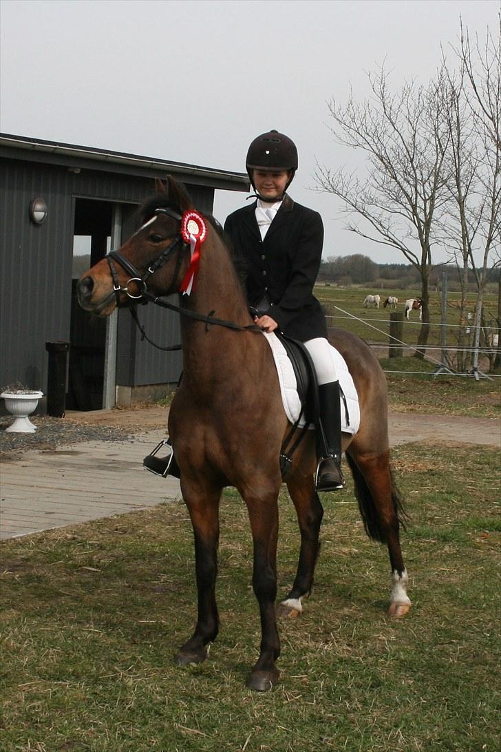 Anden særlig race Dyrkærgårds Atlantis - Så smukke er vi med rød sløjfe. Foto Per Bentzen billede 13