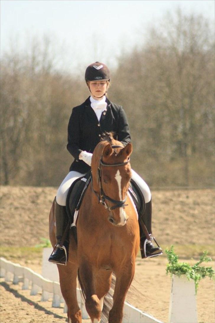 Hollandsk Varmblod Chanel billede 10