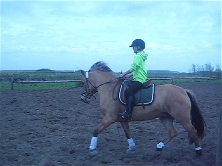 Anden særlig race Gimmle *SAVNER DIG!* billede 6