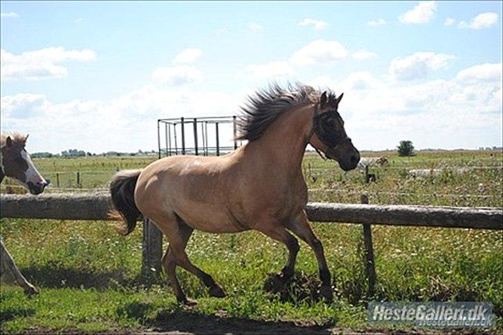 Anden særlig race Gimmle *SAVNER DIG!* billede 7