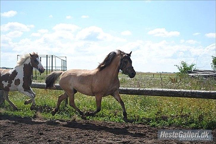 Anden særlig race Gimmle *SAVNER DIG!* billede 9