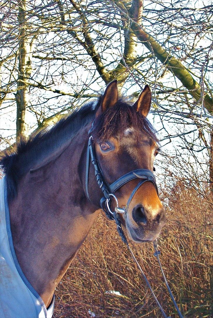 Hollandsk Sportspony | Elim - februar 2011, ny klippet.. :D billede 1