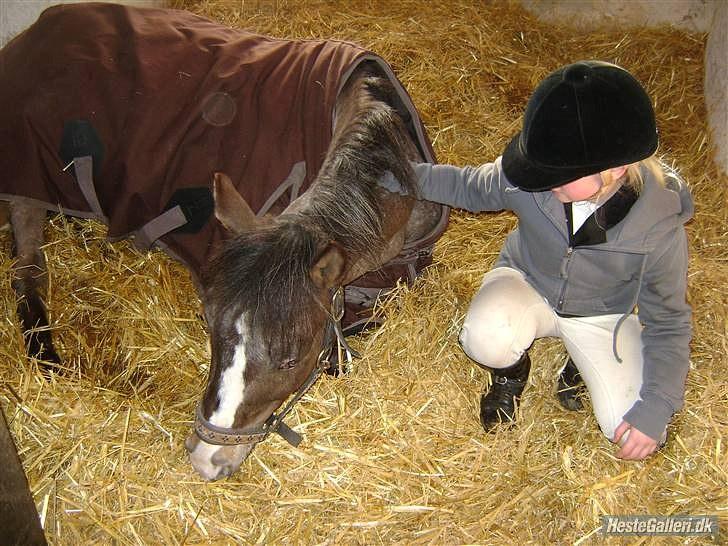 Anden særlig race Merlot Solgt+Savnet:'( - Merlot træt efter stævne! haha ;   FOTO: Julie lund møller ;P billede 7