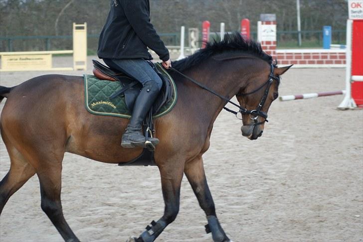 Hollandsk Sportspony | Elim - Den dag vi hentede ham. (: billede 4