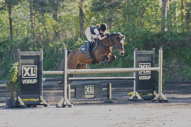 Hollandsk Sportspony | Elim - MB på kallehavegård.. :D billede 5