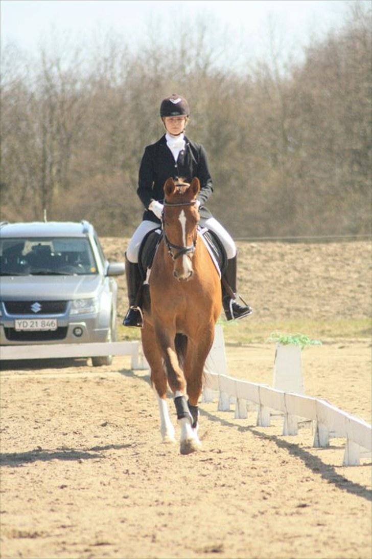 Hollandsk Varmblod Chanel billede 11
