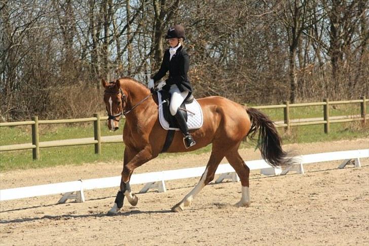 Hollandsk Varmblod Chanel billede 12