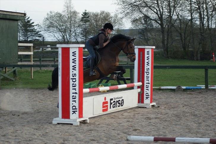 Hollandsk Sportspony | Elim - Den dag vi hentede ham, tog lige et hurtigt spring. (: billede 6