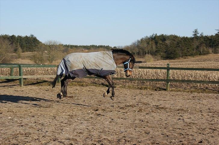 Hollandsk Sportspony | Elim - Elim på fold for første gang efter skaden.. (: billede 7