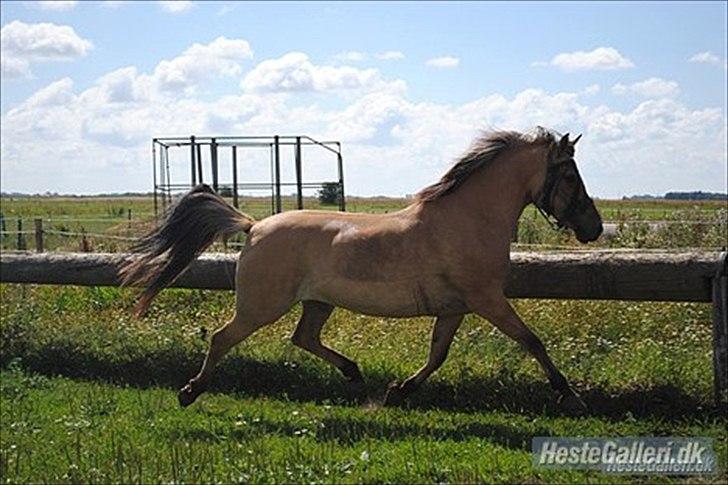 Anden særlig race Gimmle *SAVNER DIG!* billede 14