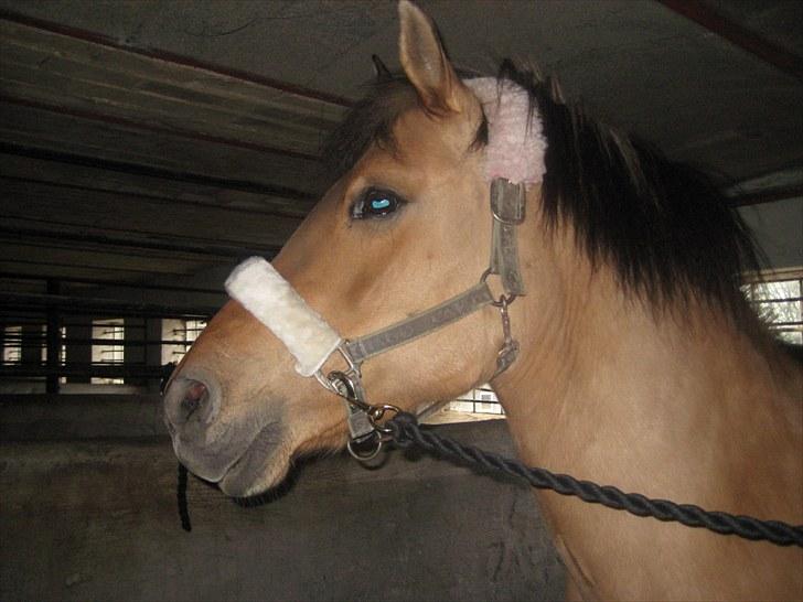 Anden særlig race Gimmle *SAVNER DIG!* billede 15