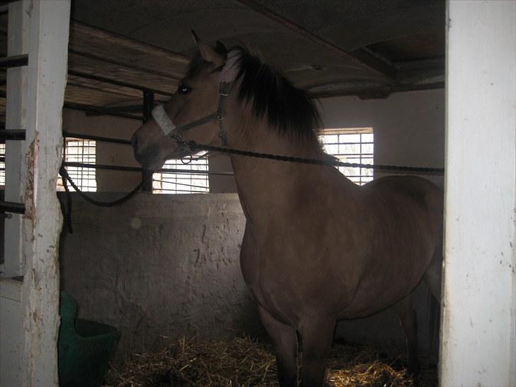 Anden særlig race Gimmle *SAVNER DIG!* billede 16