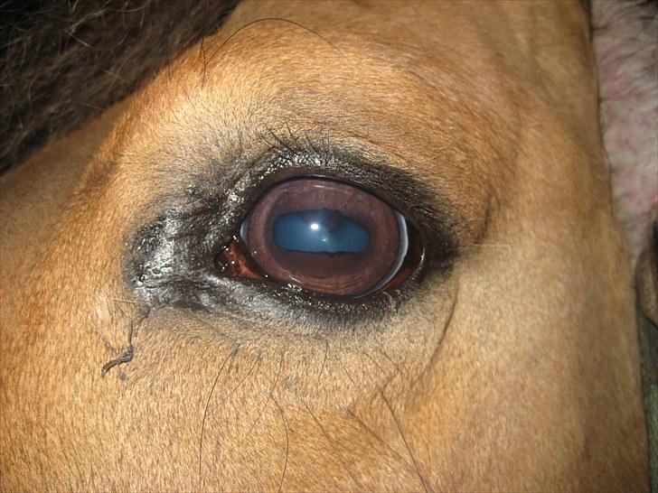 Anden særlig race Gimmle *SAVNER DIG!* billede 17