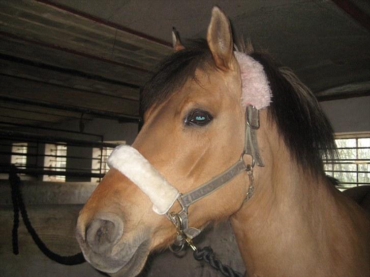 Anden særlig race Gimmle *SAVNER DIG!* billede 18