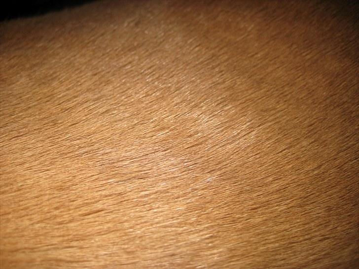 Anden særlig race Gimmle *SAVNER DIG!* billede 19