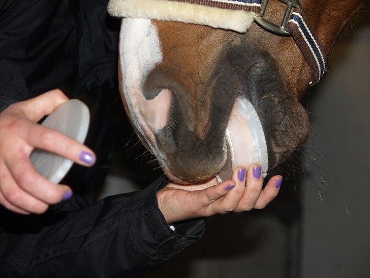 Hollandsk Varmblod Chanel - ummmmm den smager godt :) 2010 billede 10