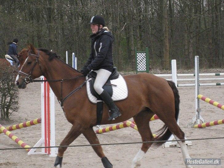 Hollandsk Varmblod Chanel - til springning nogen af de første gange <3 billede 6
