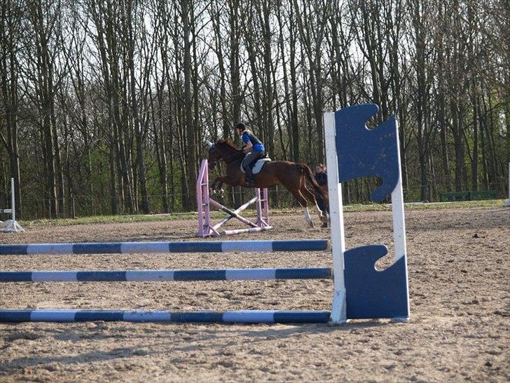 Hollandsk Varmblod Chanel - springtræning 19. APRIL 2011 billede 7