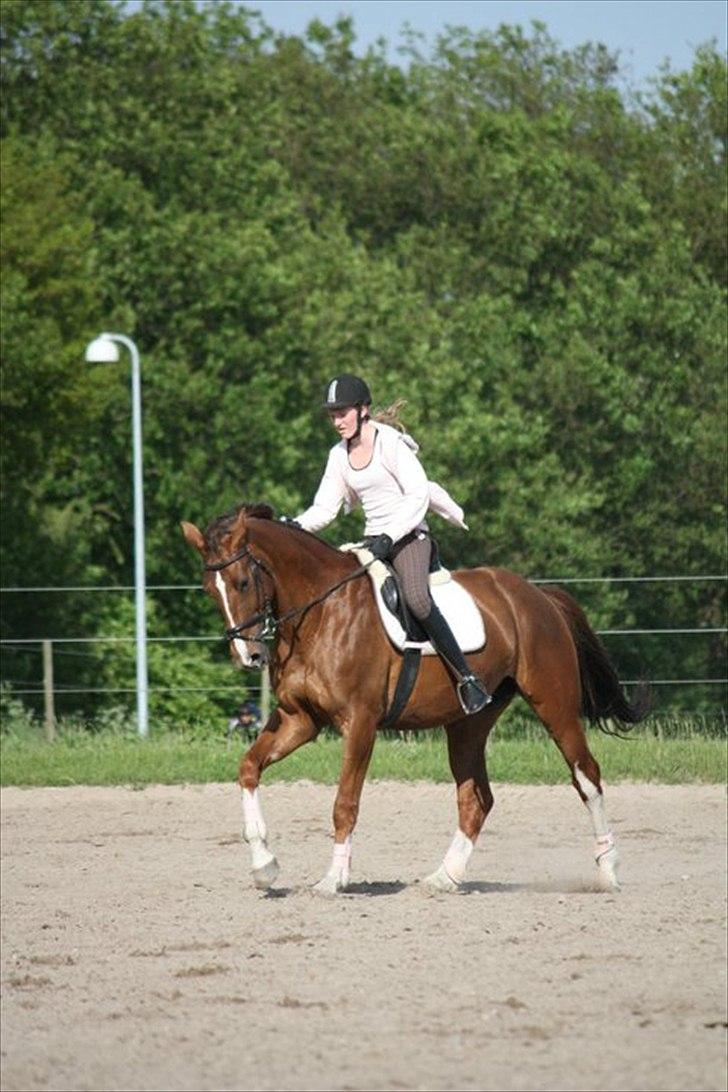 Hollandsk Varmblod Chanel - lyserød dag øver contra galop   :) 23 Maj 2011. foto: Mathilde  billede 8