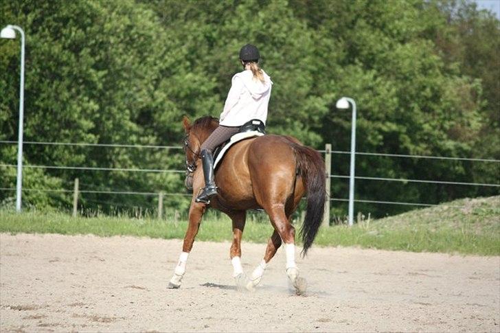 Hollandsk Varmblod Chanel - lyserød dag :) 23 Maj 2011. foto: Mathilde  billede 2