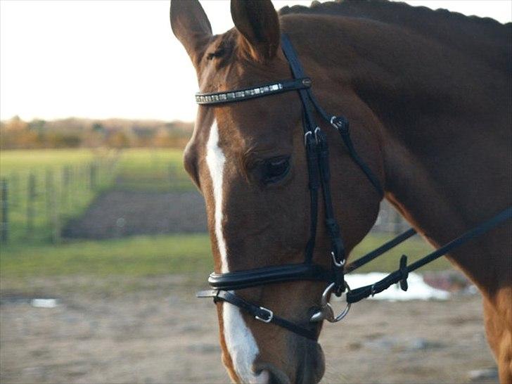 Hollandsk Varmblod Chanel - efter et godt stævne <3 2010 billede 11