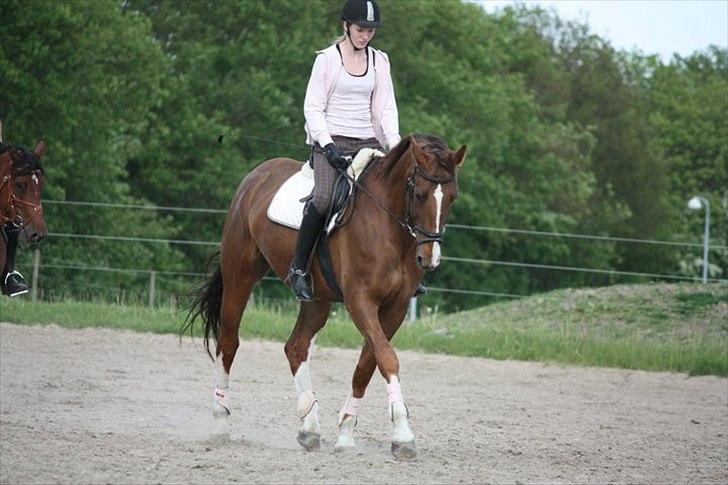 Hollandsk Varmblod Chanel - lyserød dag :) 23 Maj 2011. foto: Mathilde  billede 12