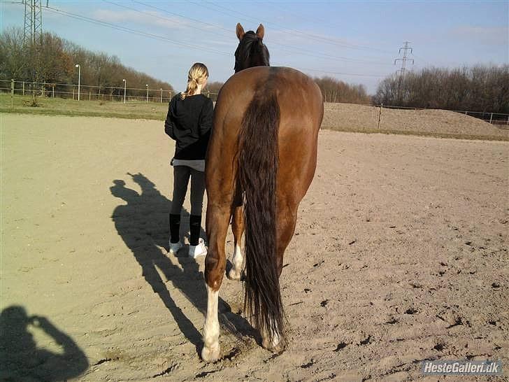 Hollandsk Varmblod Chanel - vores første hygge "gå" tur sammen. marts 2010 billede 13