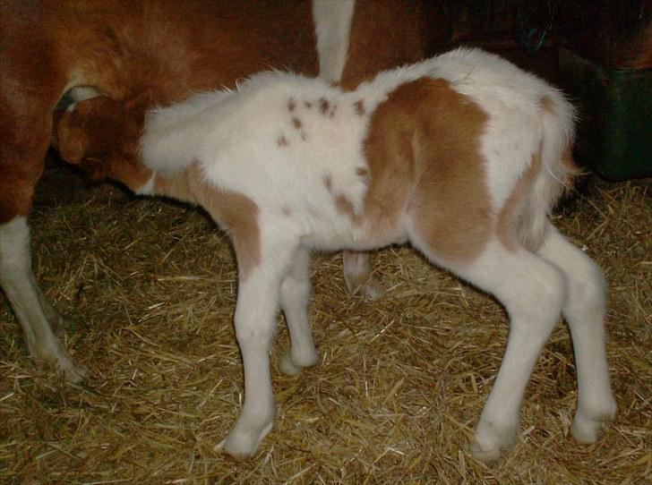 Anden særlig race Alladin fra Hersom ( DØD) - to dage gamle og jeg skal lige have en tår mælk billede 8