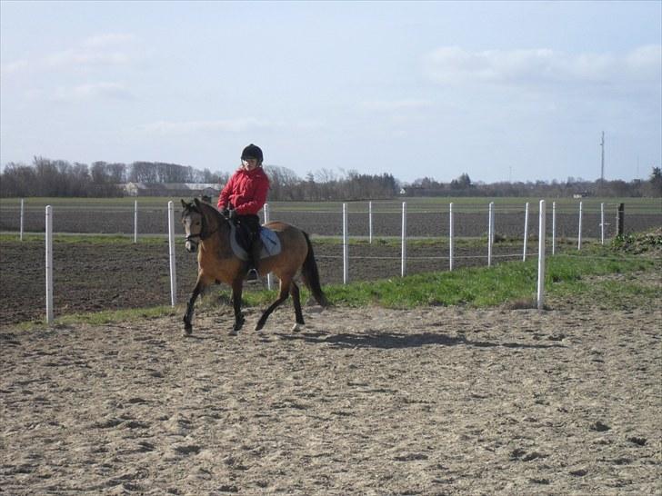 Welsh Mountain (sec A) clausholm jutlandia(L) - Dressur træning - Foto: Mor billede 9