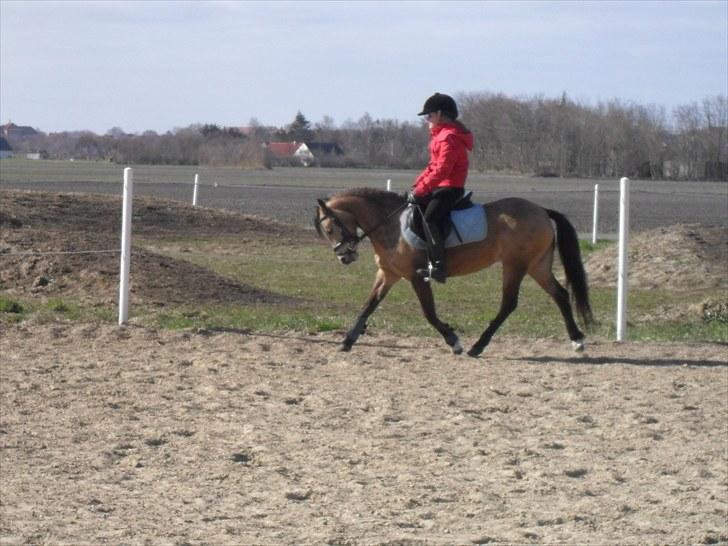 Welsh Mountain (sec A) clausholm jutlandia(L) - Dressur træning - Foto: Mor billede 11