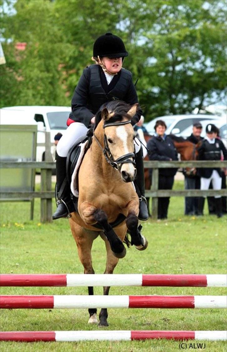 Welsh Mountain (sec A) clausholm jutlandia(L) - Stævne i Nejst LD ;) - foto: Annlouise billede 12
