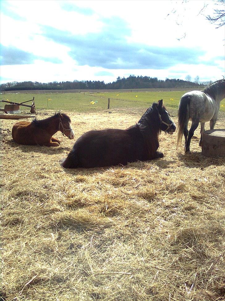 Irish Cob Genevieve - Elsker det billede billede 3