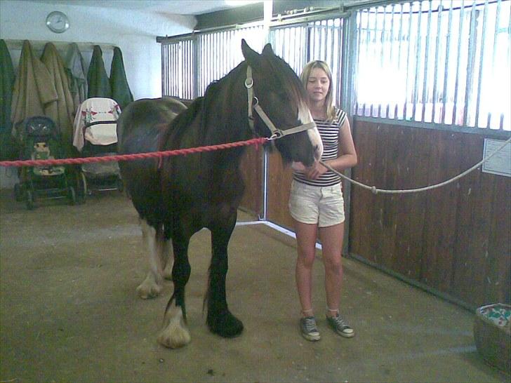 Irish Cob Genevieve - Sommer 2008 skulle ud at gå en tur med hende sammen med mor og Newton billede 5
